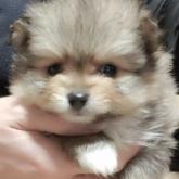 ポメラニアン