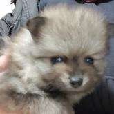 ポメラニアン