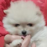 ポメラニアン