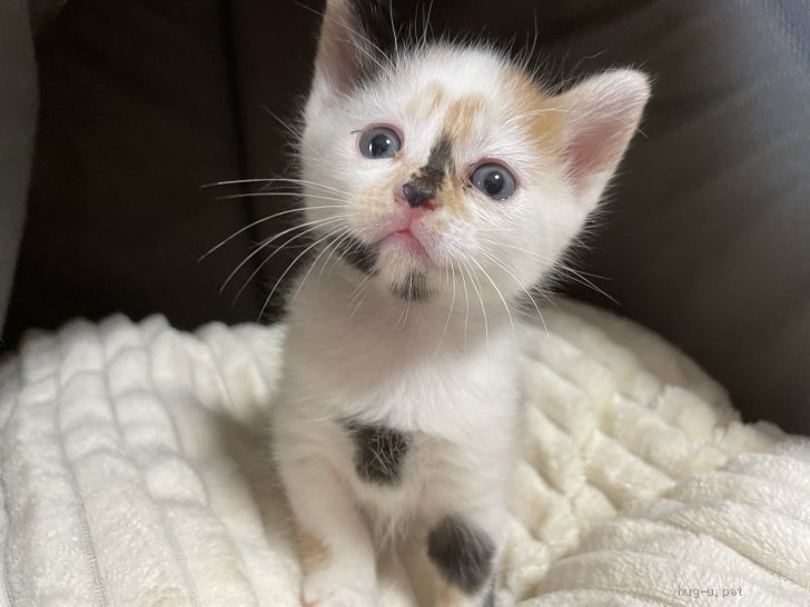 猫の里親募集】千葉県・雑種・変わった色柄な三毛さん♡チップ（ID