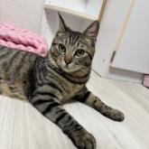 雑種