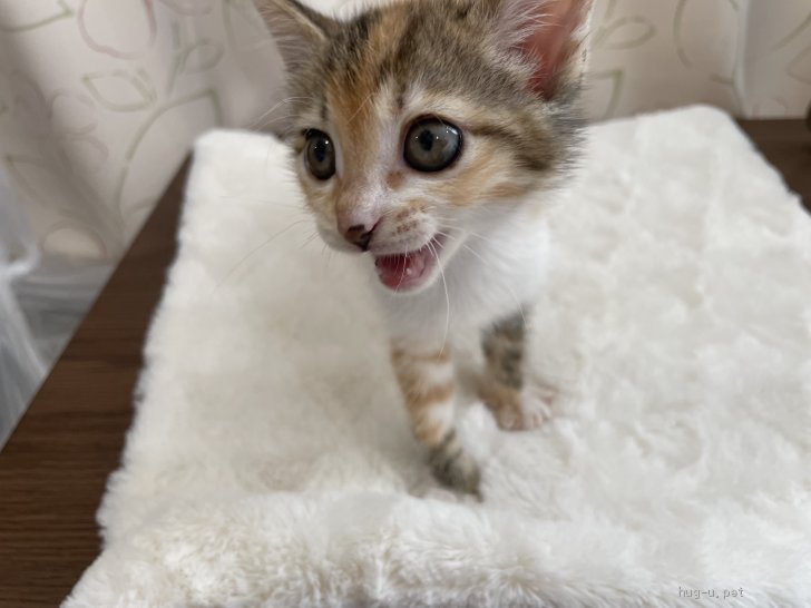 猫の里親募集】千葉県・雑種・めちゃくちゃ美猫な三毛猫♂みたらし（ID