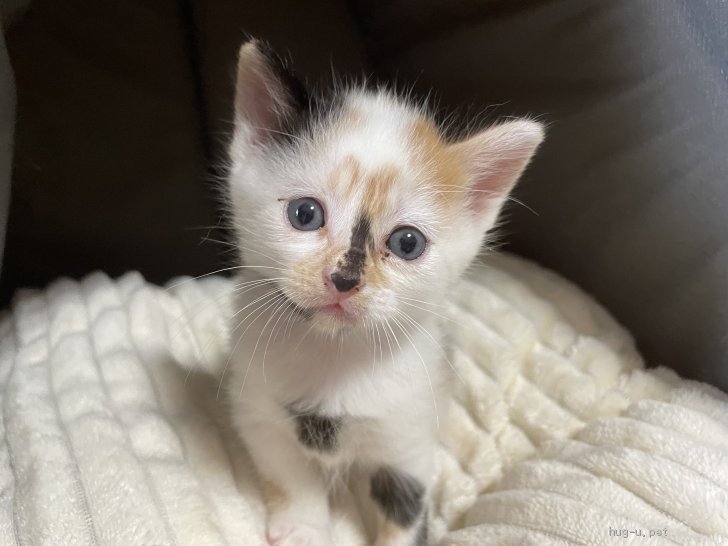 猫の里親募集】千葉県・雑種・変わった色柄な三毛さん♡チップ（ID:2205-00946）｜ハグー -みんなのペット里親情報