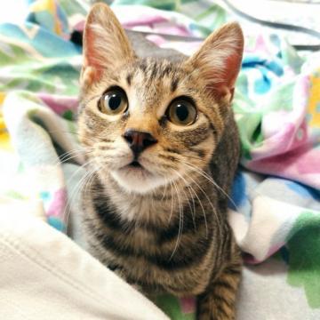 猫 石川県の里親募集一覧 ハグー みんなのペット里親情報