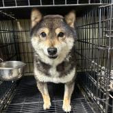 柴犬