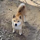 柴犬