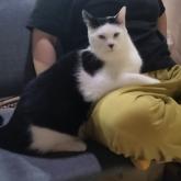 雑種