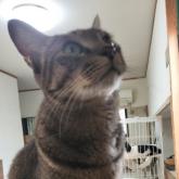 雑種
