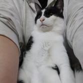 雑種