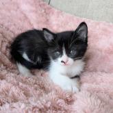 雑種