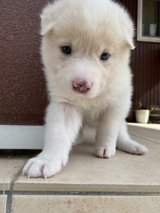 犬の里親募集 広島県 雑種 可愛い生後1ヶ月の中型犬 モウ Id 22 ハグー みんなのペット里親情報