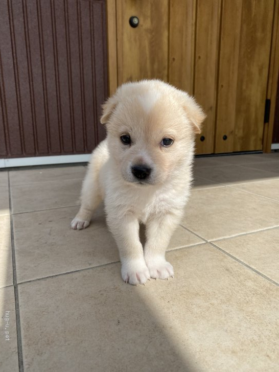 犬の里親募集 広島県 雑種 可愛い生後1ヶ月の中型犬 モナカ Id 22 ハグー みんなのペット里親情報