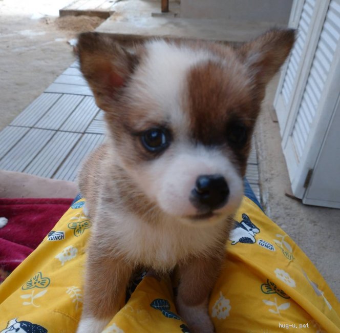 犬の里親募集 広島県 雑種 かわいい1ヶ月雑種の子犬 Id 2111 ハグー みんなのペット里親情報