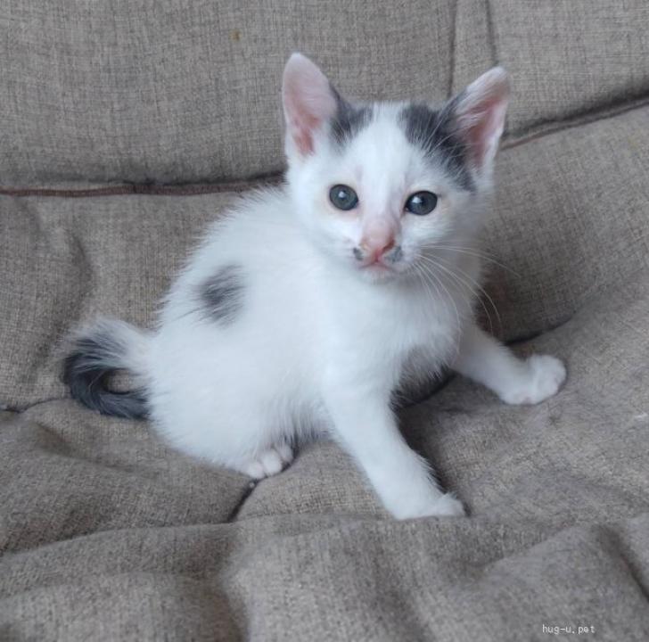 猫の里親募集】広島県・雑種・よく慣れた2ヶ月の「あきたこまちちゃん