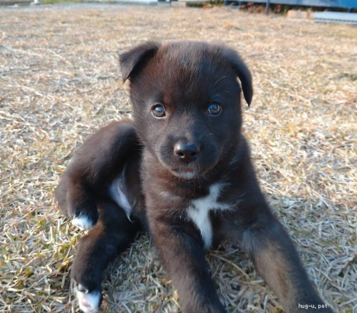 犬の里親募集 広島県 雑種 生後約1ヶ月の中型犬子犬 そら Id 23 ハグー みんなのペット里親情報