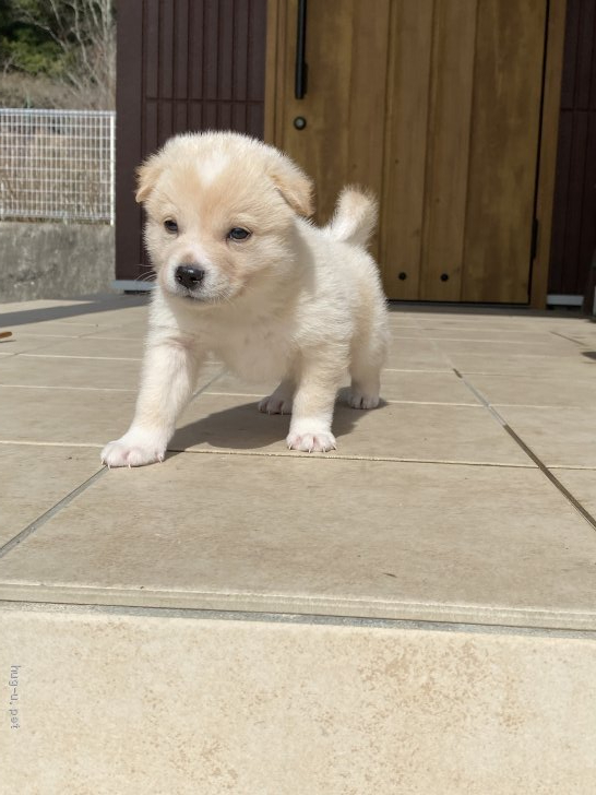 犬の里親募集 広島県 雑種 可愛い生後1ヶ月の中型犬 モナカ Id 22 ハグー みんなのペット里親情報