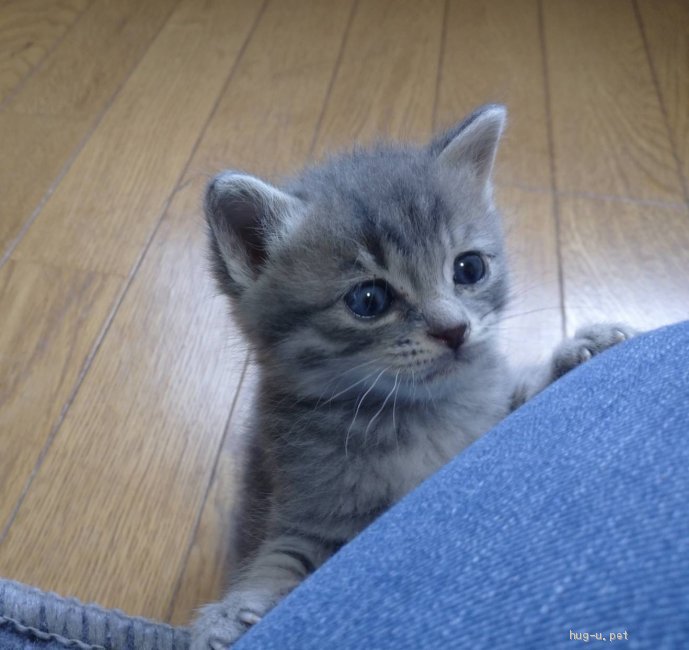 里親 猫 広島 ペット