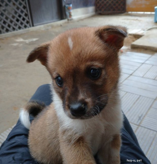 犬の里親募集 広島県 雑種 かわいい1ヶ月雑種の子犬 Id 2111 ハグー みんなのペット里親情報