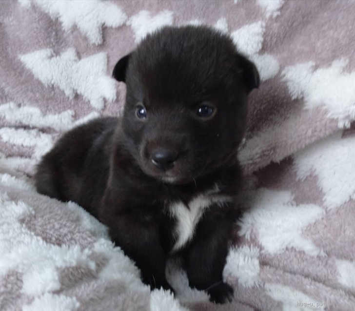 犬の里親募集】広島県・雑種・生後約1ヶ月の中型犬子犬♂「てん」（ID