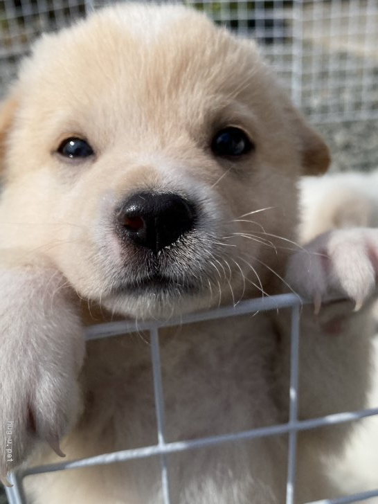 犬の里親募集 広島県 雑種 可愛い生後1ヶ月の中型犬 モナカ Id 22 ハグー みんなのペット里親情報