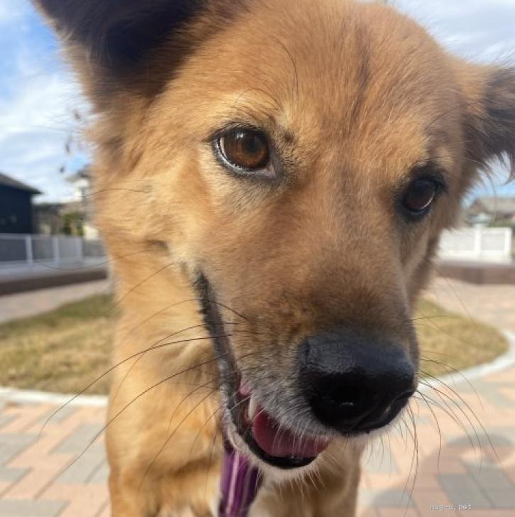 土佐ん犬様 専用 しんどい