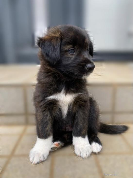 犬の里親募集】茨城県・雑種・里親決定！バディ君（チャコファミリー4