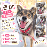 柴犬