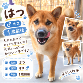 柴犬