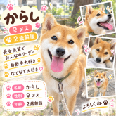 柴犬