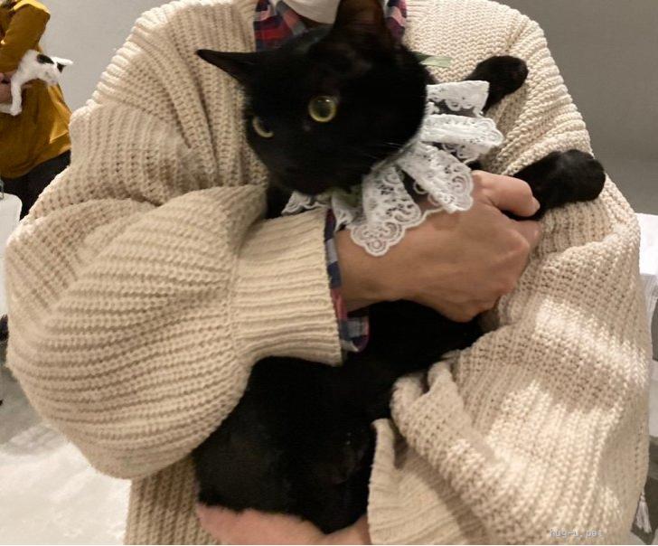 猫の里親募集】広島県・雑種・抱っこ大好き黒猫男子（ID:2501-01204