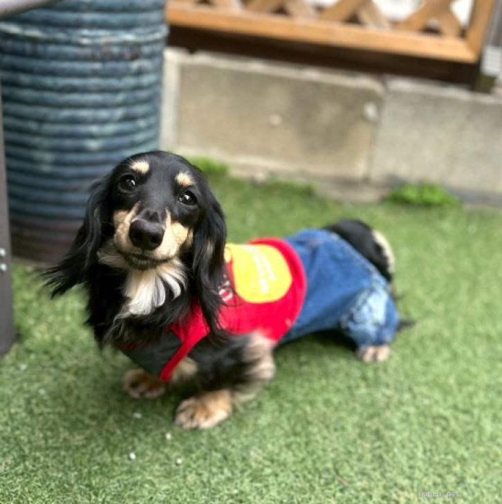 犬の里親募集】大阪府・カニンヘンダックスフンド(ロング)・カニヘン