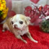 チワワ(ロング)