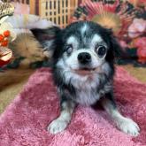 チワワ(ロング)