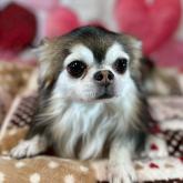 チワワ(ロング)