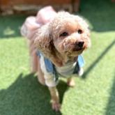 トイプードル