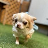 チワワ(ロング)