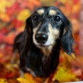 カニンヘンダックスフンド(ロング)