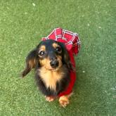 カニンヘンダックスフンド(ロング)