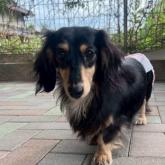 カニンヘンダックスフンド(ロング)