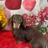 カニンヘンダックスフンド(ロング)