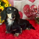 カニンヘンダックスフンド(ロング)