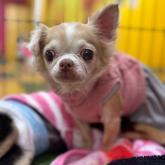 チワワ(ロング)