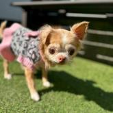 チワワ(ロング)