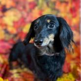 カニンヘンダックスフンド(ロング)