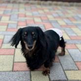 カニンヘンダックスフンド(ロング)