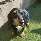 カニンヘンダックスフンド(ロング)