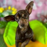 ミニチュアピンシャー