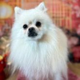 ポメラニアン