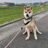 柴犬