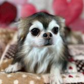 チワワ(ロング)